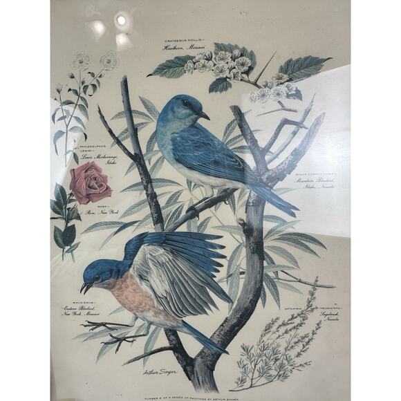 VTG 1950's Arthur Singer Framed Bird Lithograph Print signed Original Frame - Picture 10 of 10